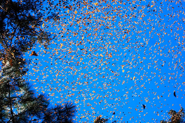 Migración de la Mariposa Monarca, Estados Unidos y México.