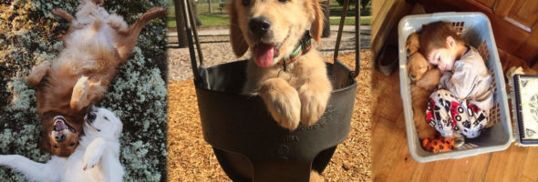 Fotos que nos demuestran porqué los Golden Retrievers son las mejores mascotas