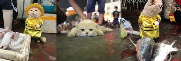 El tierno gato de Vietnam que se toma muy en serio su trabajo