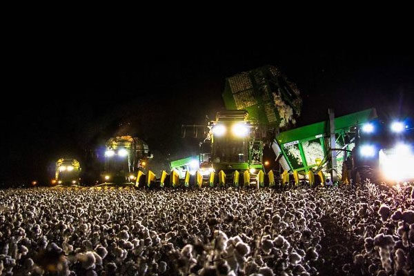Una multitud de algodón