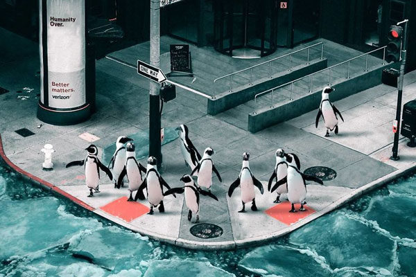 Invasión pingüino