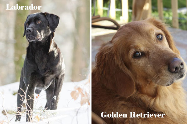 Labrador y Golden Retriever
