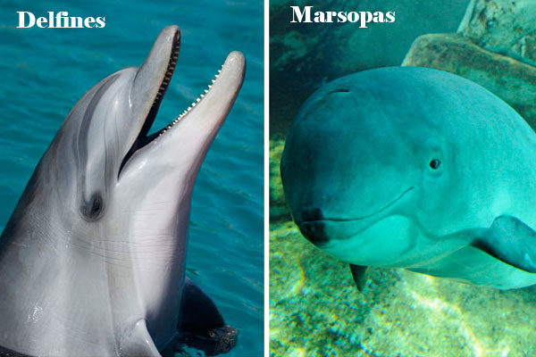 Delfines y Marsopas