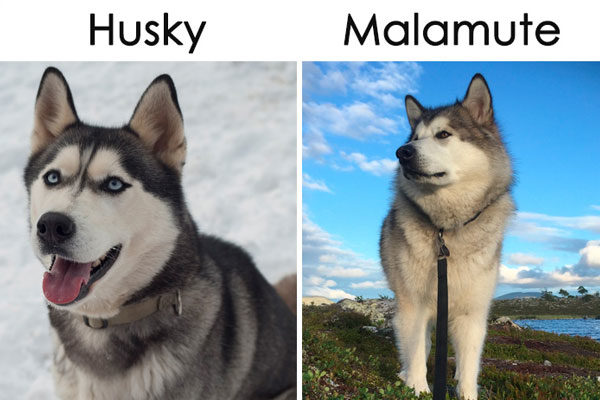 Husky y Malamute