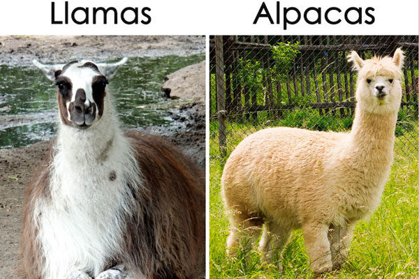 LLamas y Alpacas