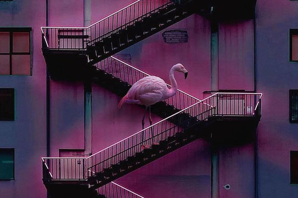 Flamingo