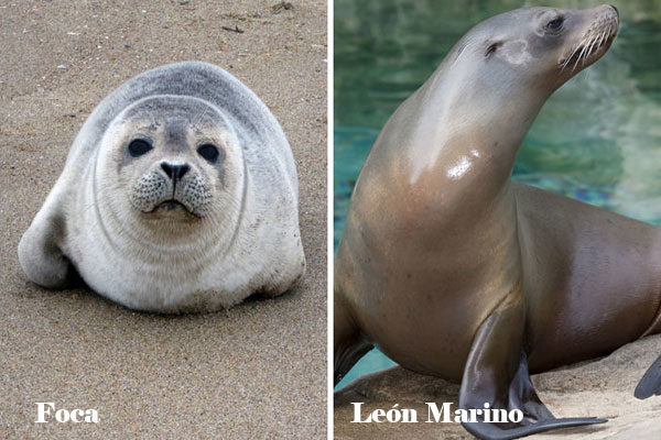 Foca y León Marino