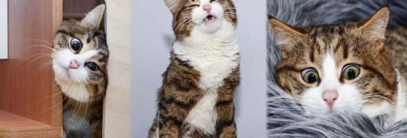 Este gato invade las redes sociales con sus divertidas expresiones faciales