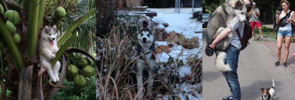 Fotos que nos muestran el extraño comportamiento de los Huskies