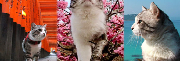 El gatito más fotogénico del internet
