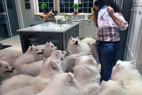 El cielo de los Samoyedo