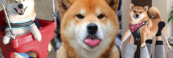 Divertidas fotos de Shibas Inus que te harán querer uno como mascota