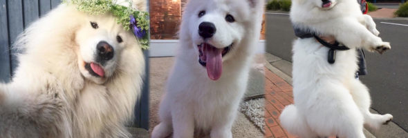 Tiernas fotos de perros Samoyedo que te harán querer tener uno