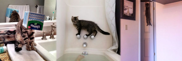 Divertidas fotos de gatos que se meten en problemas
