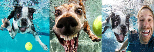 Graciosas fotografías de perritos bajo el agua