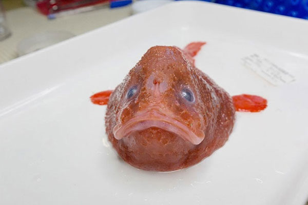 Coffinfish