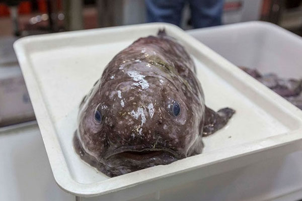 Blob Fish