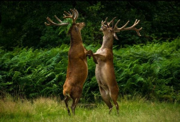 10.- Una pelea juvenil entre dos ciervos.