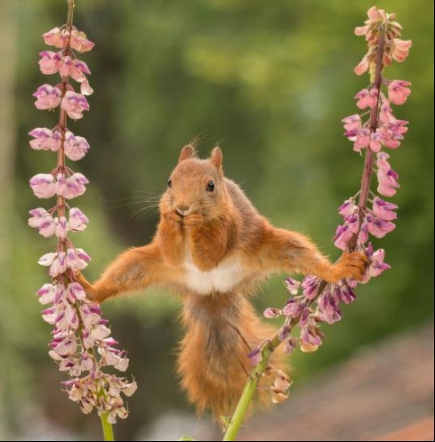 11.- Una gimnasta que le gustan las bellotas.