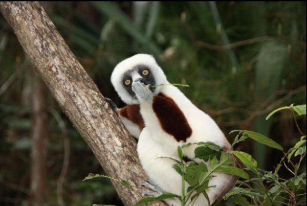 14.- Un Lemur chismoso.