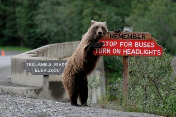 15.- El oso pardo que quería ser policía de tránsito.