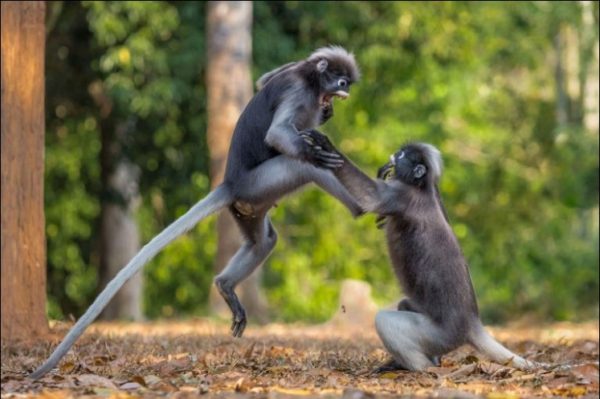 16.- Un conflicto amoroso entre primates