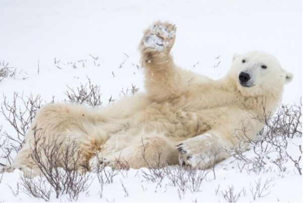 2.- Oso polar diplomático.