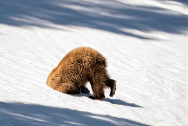 7.- Un oso grizzly apenado.