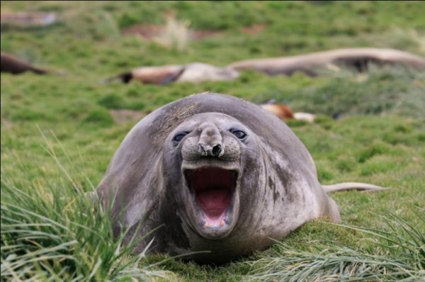 8.- La foca que ríe a carcajadas.
