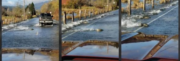 Mira a los salmones que fueron captados nadando sobre la carretera en Washington
