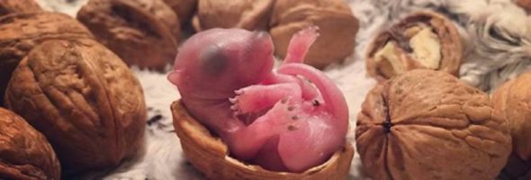 Se encontró una ardilla bebé en su cama y desde entonces son los mejores amigos
