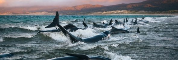 Una joven descubre 145 ballenas moribundas en la playa y dice que fue su peor pesadilla
