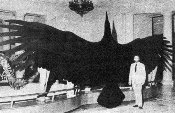 # 7- El ave voladora más grande del mundo