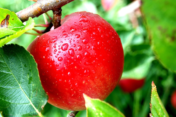 # 16- El fruto prohibido que se menciona en la Biblia no era una manzana