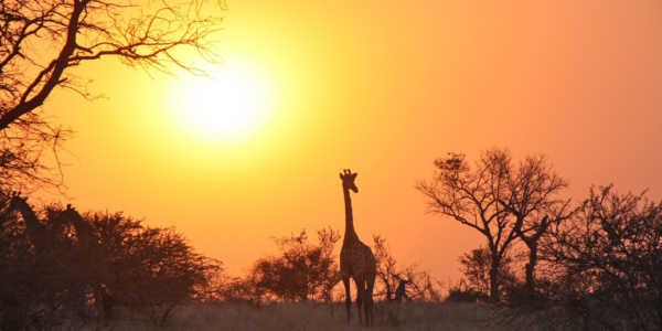 Zambia y sus placeres salvajes