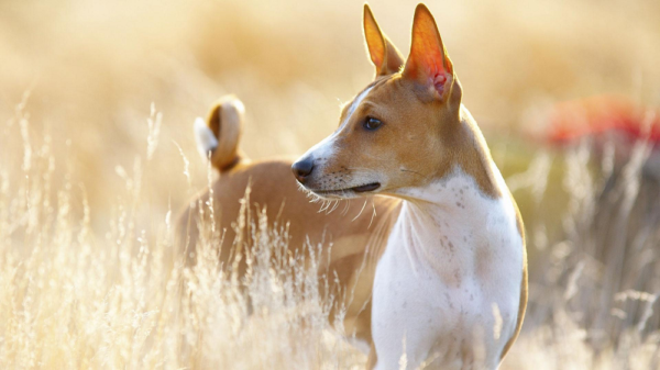 Los Basenji