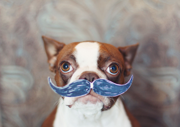 # 8- Sus bigotes le ayudan a ver en la oscuridad