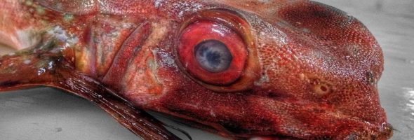 ¡Terror en el fondo del mar! Pescador comparte las criaturas marinas más espantosas que ha encontrado