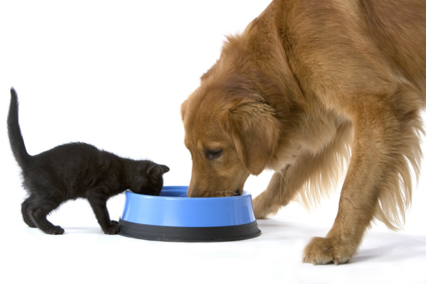 # 4- Los perros utilizan la misma técnica para beber agua que los gatos