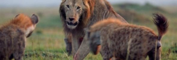 El increíble video del león que se enfrenta a 20 hienas y todo termina como menos se esperaba