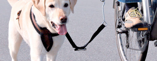 Pasear a tu perro en bicicleta de manera segura