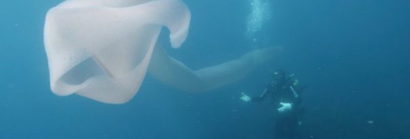 El gusano marino de 8 metros, uno de los seres vivos más impresionantes que se han descubierto